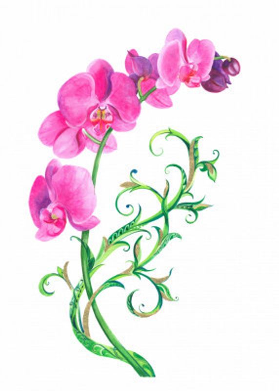 Pink and mauve Orchid