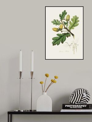 English Oak (quercus) Medical Botany