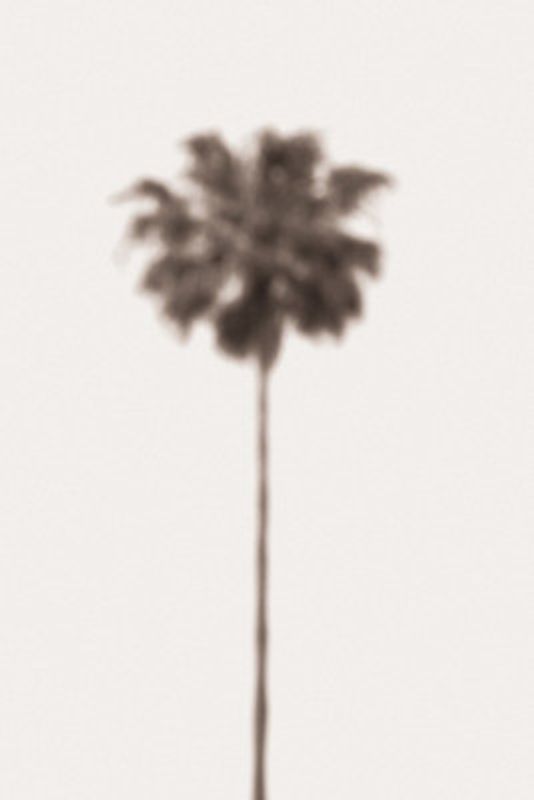Palm Blurry