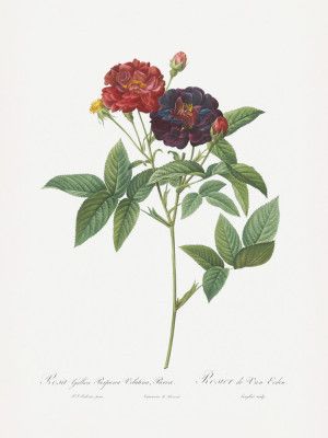 Rose of Van Eeden, Les Roses (1817–1824)