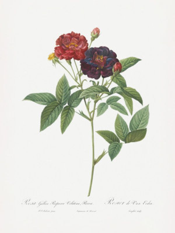 Rose of Van Eeden, Les Roses (1817–1824)