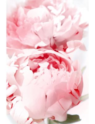 Bllush Peony X