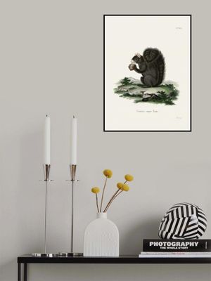 Fox Squirrel  By Johann Christian Daniel Von Schreber.