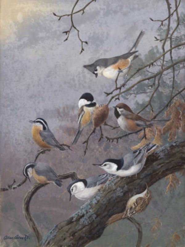 Bird Mix By Allan Brooks