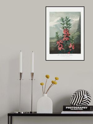 The Narrow–Leaved Kalmia from The Temple of Flora (1807)