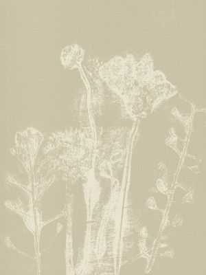 Abstract Florals. White meadow plants and flowers on neutral beige.