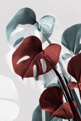 Monstera Creative 15