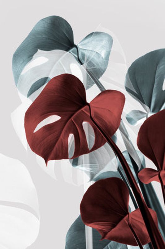 Monstera Creative 15