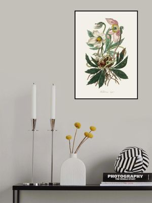 Christmas Rose (helleborus Niger)  Medical Botany