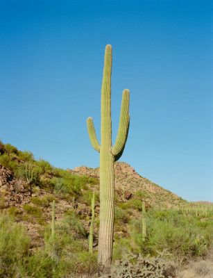 Saguaro National Park XI on Film