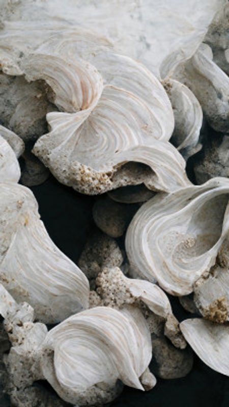 Ethereal Shells