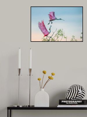 Rosy pair (Roseate Spoonbills)