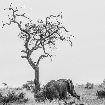 The tree and the elephant