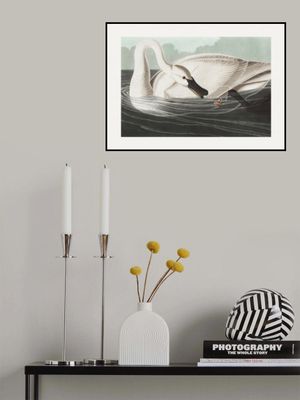 Trumpeter Swan From Birds of America (1827)