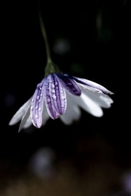 Purple Daisy Rain Drops