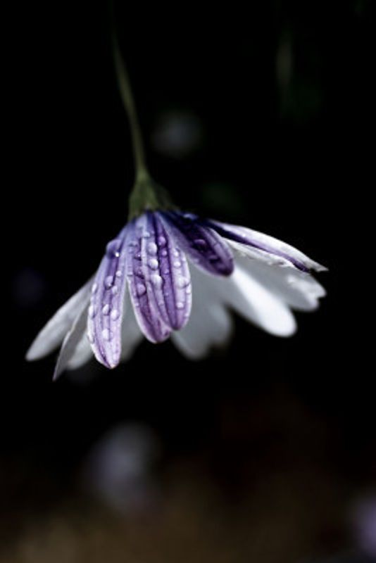 Purple Daisy Rain Drops