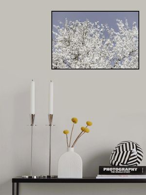 White Spring Blossoms