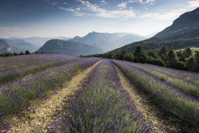 Lavender Hills