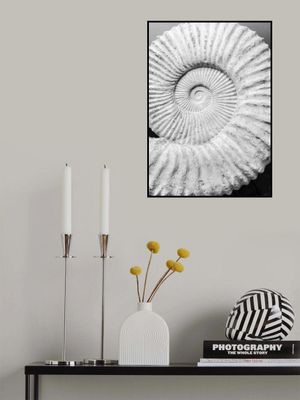 Ancient Spiral Dreams