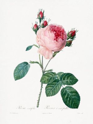 Rosier a Cent Feuilles, From Les Roses