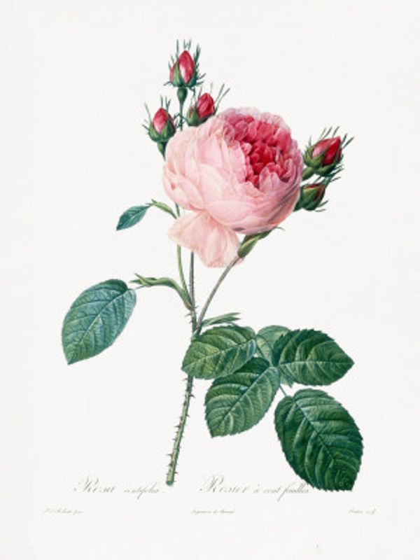Rosier a Cent Feuilles, From Les Roses