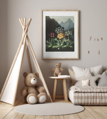 A Group of Auriculas from The Temple of Flora (1807)