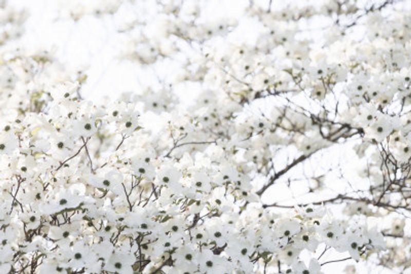 White Spring Tree 1