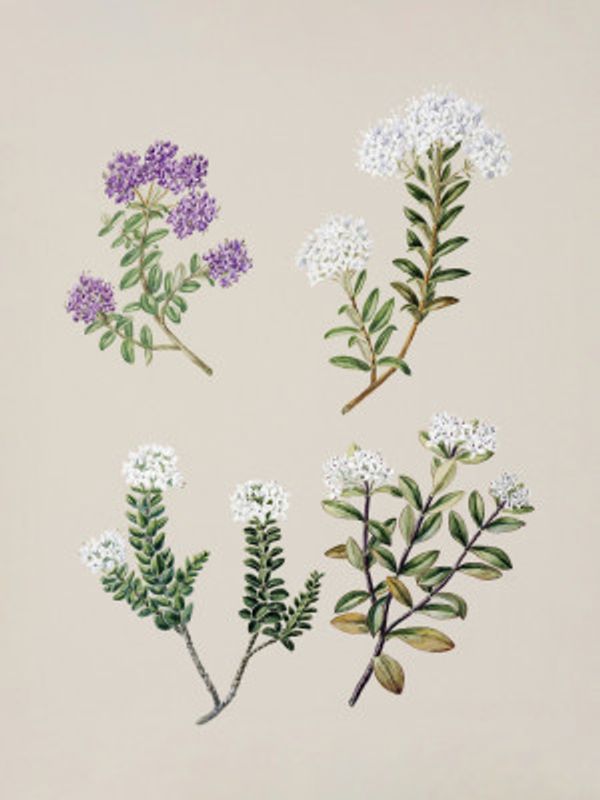 Veronica 4 Species Drawn By Sarah Featon (1848–1927)