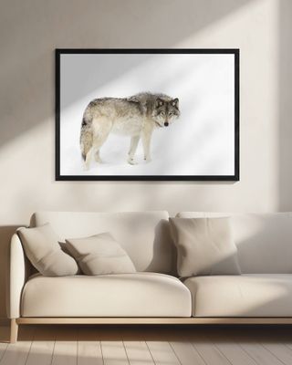 Timber wolf walking through the snow