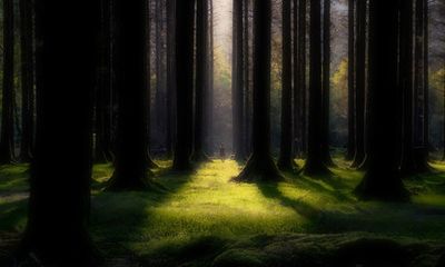 Trees are always a relief