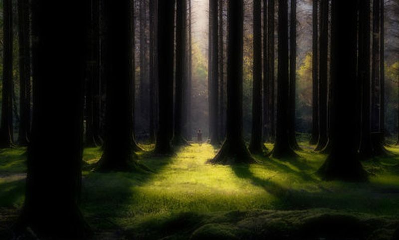 Trees are always a relief