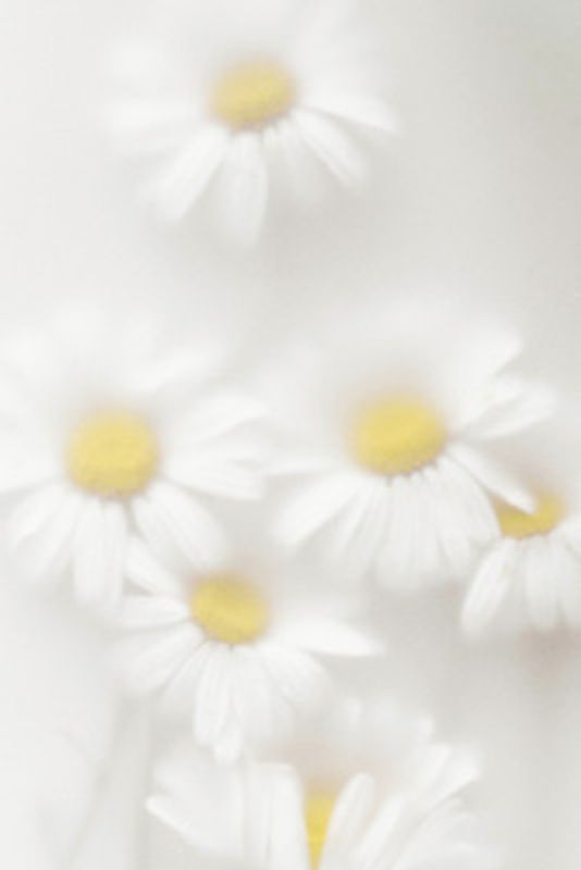 Daisies