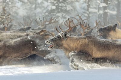 Reindeers III