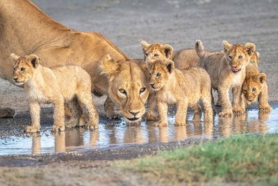 Wariness at the water hole