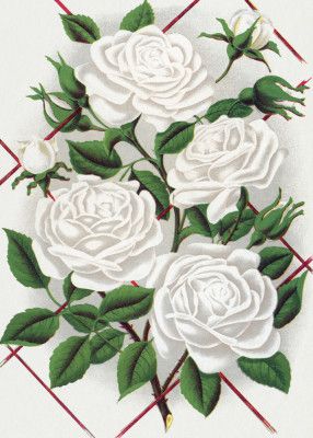 White Rose, Baltimore Belle Lithograph