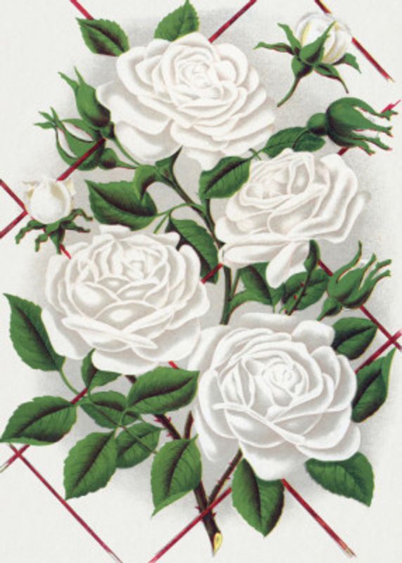 White Rose, Baltimore Belle Lithograph