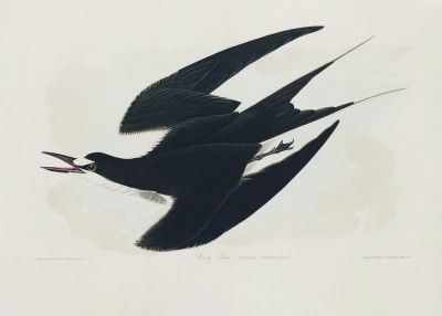 Sooty Tern From Birds of America (1827)