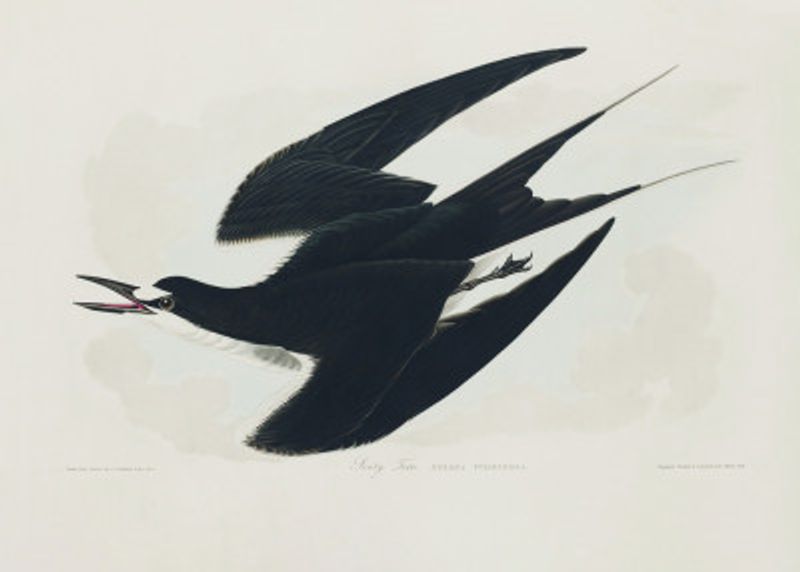 Sooty Tern From Birds of America (1827)