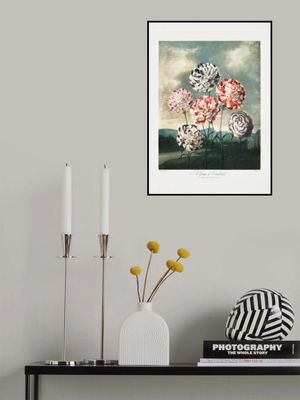 A Group of Carnations from The Temple of Flora (1807)