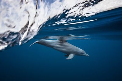 Bottlenose dolphin / Turciops Aduncus