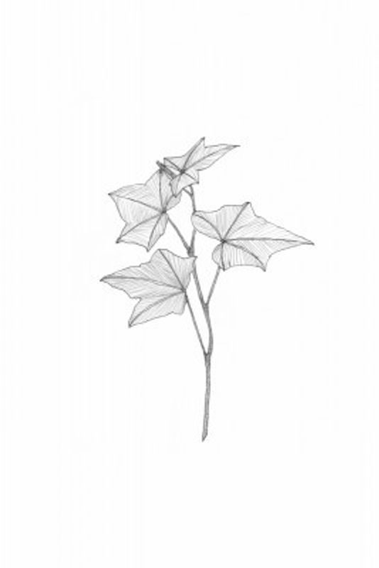 Delicate Leaf Sketch