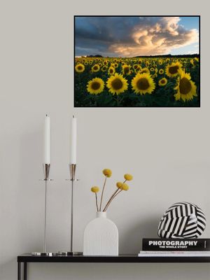 Sunflowers in Sweden.