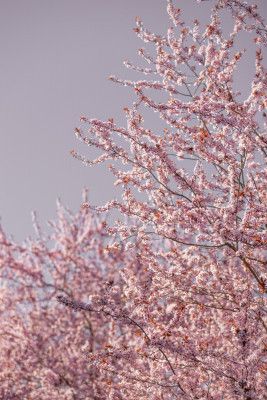 Pink Cherry Blossoms