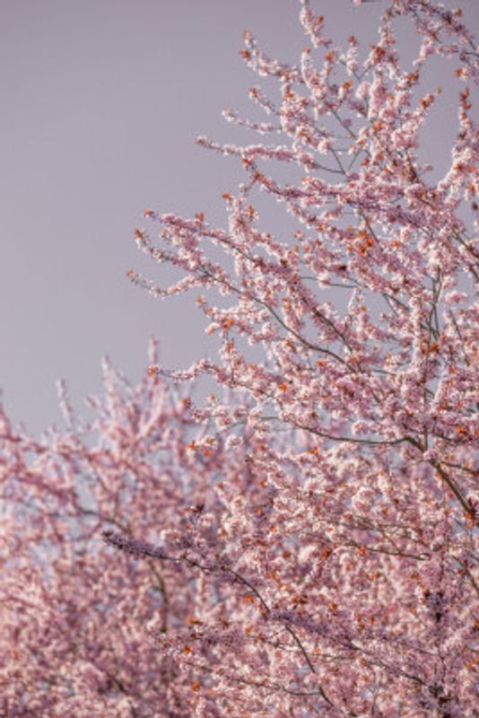 Pink Cherry Blossoms