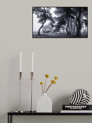 Pine trees dancing in the fog