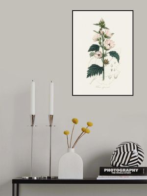 Common Marshmallow (althea Officinalis) Medical Botany