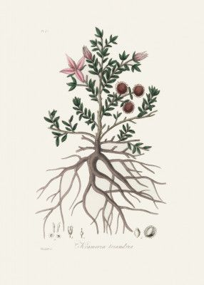 Rhatany (krameria Triandrea) Medical Botany