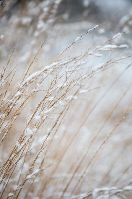 Winter Grass