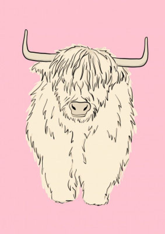 Highland Cow on pink