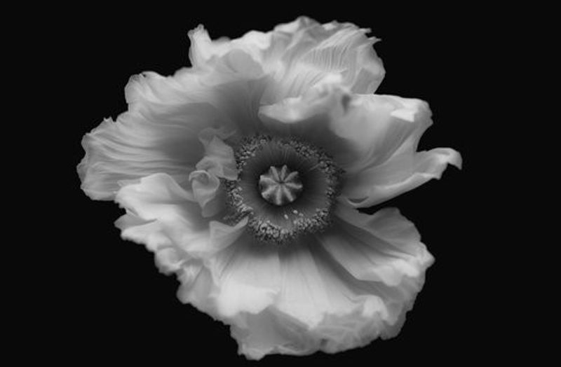 Poppy in mono